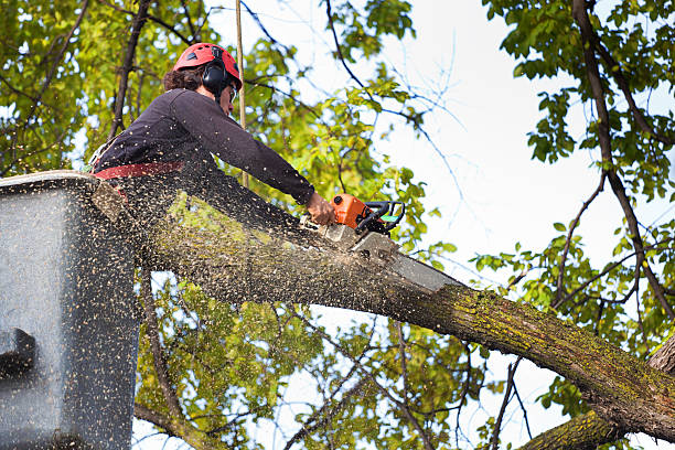 The Steps Involved in Our Tree Care Process in Boyne City, MI